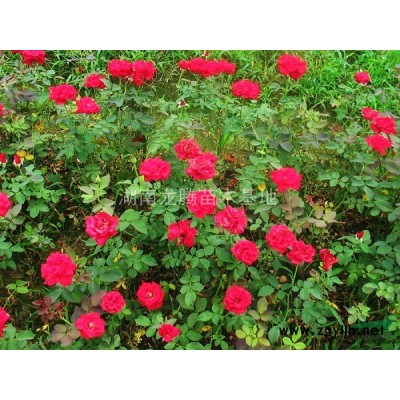 供應各種規(guī)格的廣玉蘭