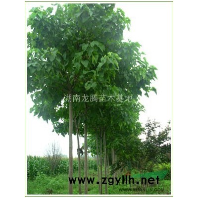 湖南供應法國冬青苗 法國冬青價格