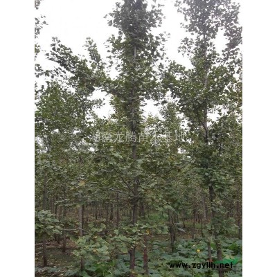 湖南梔子供應 廣玉蘭、香樟樹、 杜英、桂花