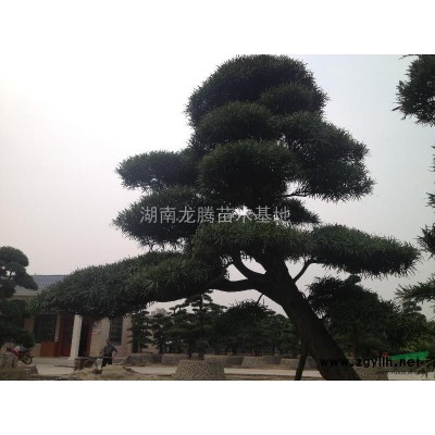 湖南羅漢松供應 廣玉蘭、香樟、 杜英、桂花