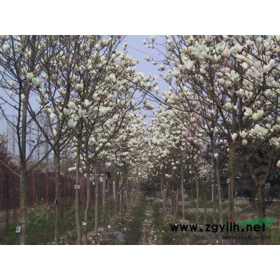 湖南長沙供應各種規格的紅葉石楠