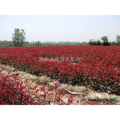 供應各種規格的紅葉石楠小苗