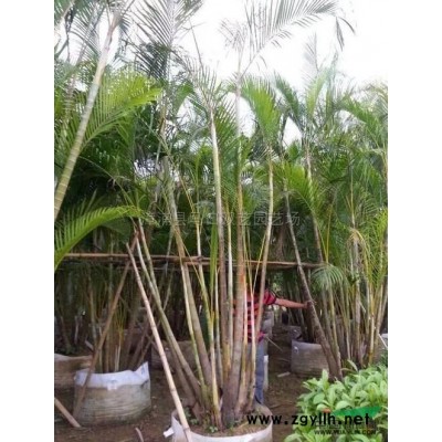 福建變?nèi)~木信息