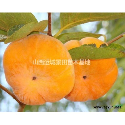 *新山楂樹信息6-8公分全冠山楂樹·占地8-12公分山楂樹·