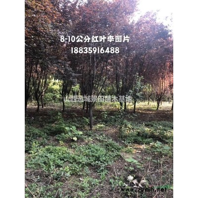 地徑20公分山楂樹價格·地徑20公分山楂樹占地20公分山楂樹