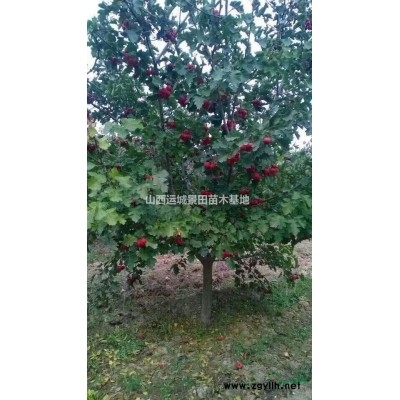 緊急白皮松小苗價格·大量急售白皮松小苗·白皮松苗圖片價格詳情