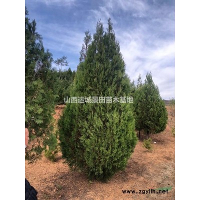 3公分左右的櫻桃樹小苗價格·4公分5公分櫻桃樹6公分櫻桃樹