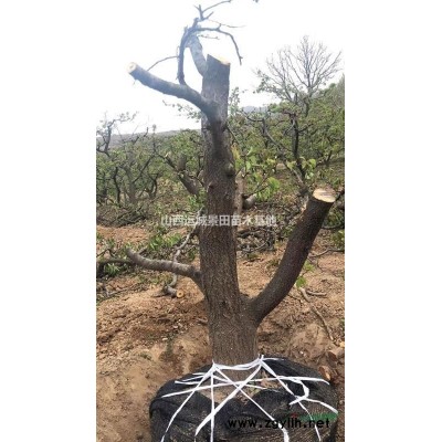 3公分半櫻桃樹苗價格·3.5公分櫻桃苗·3-5公分占地櫻桃樹