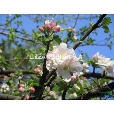 4米4米油松價(jià)格·四米四米油松產(chǎn)地·占地4米4米油松圖片4米