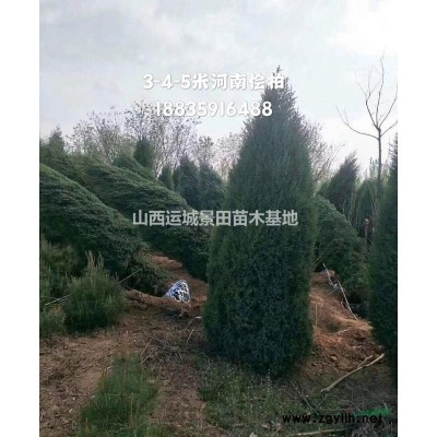 供應(yīng)18公分柿子樹(shù)25公分柿子樹(shù)30公分柿子樹(shù)·占地柿子價(jià)格
