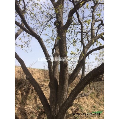 山楂樹(shù)基地·山楂樹(shù)苗基地·山楂樹(shù)信息詳情·山楂樹(shù)產(chǎn)地山西地區(qū)