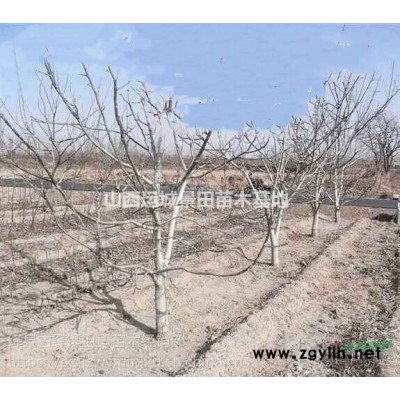 運城核桃樹·薄皮核桃苗產地詳情·5-10公分薄皮核桃樹報價
