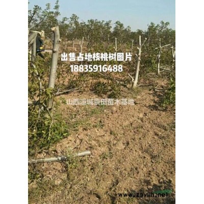 占地桃樹, 占地桃樹價格_批發(fā)_行情_規(guī)格_供應(yīng)產(chǎn)地