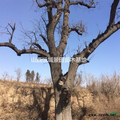 白皮松主要分布在哪些地區(qū)?白皮松產(chǎn)地種類(lèi)有哪些？