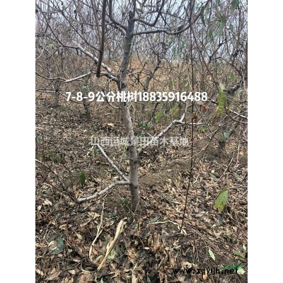 3公分山楂苗價格·4公分山楂苗報價·5公分山楂樹基地供應