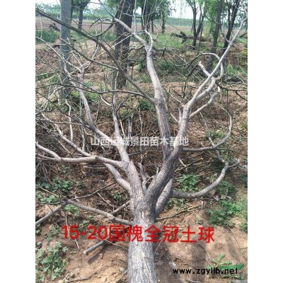 哪里有石榴樹供應,石榴樹產地在哪里,山西石榴樹價格是多少