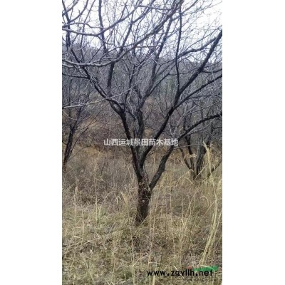 秋季白皮松基地報價·1米5白皮松價格50元，批發價格40元