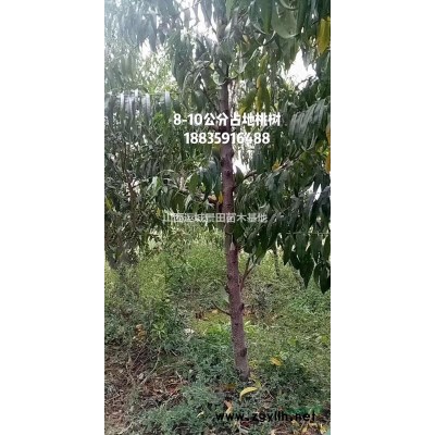 山西石榴樹基地·大量供應(yīng)軟籽石榴樹，甜石榴樹，酸石榴樹
