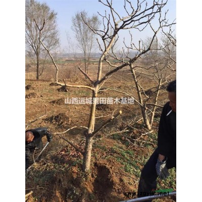 山楂苗基地·山西省運城市哪里有種植山楂苗的基地？