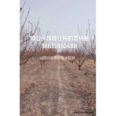 塔柏價(jià)格·塔儈圖片·2-4米塔柏和塔儈產(chǎn)地批發(fā)多少錢