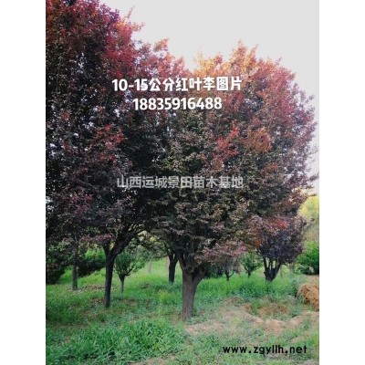 山西石榴樹基地，運城18公分石榴樹20公分大規格石榴樹裝車價格