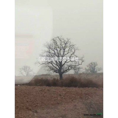 柿子樹價格·地徑20公分柿子樹地徑30公分大規格柿子樹多少錢