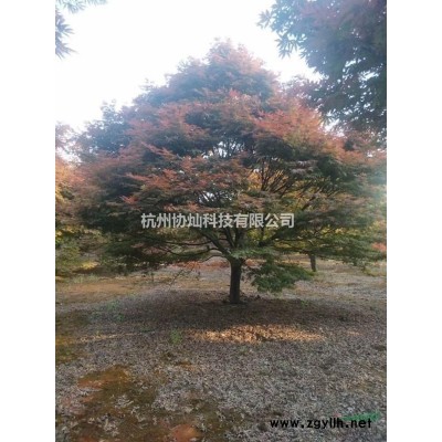 供應(yīng)精品美人梅8-22公分