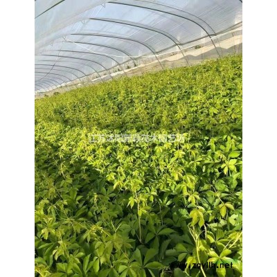 多年生黑麥草 一年生黑麥草種子價格 優質黑麥草種子批發