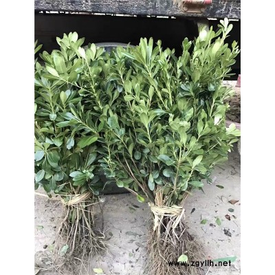 繡球花_繡球花價(jià)格_繡球花批發(fā)報(bào)價(jià)