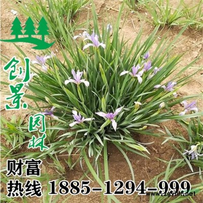 【丁香花】沭陽創景丁香樹_價格_圖片_種植技術