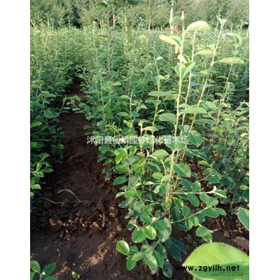 五針松價格、沭陽五針松種植基地直銷