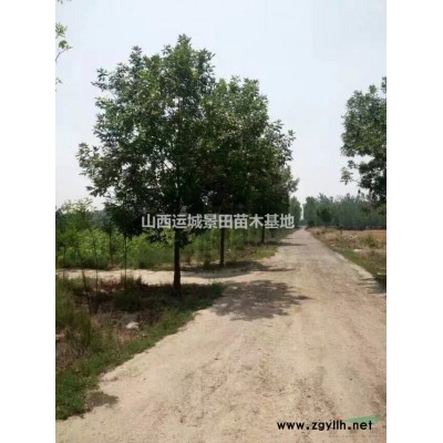 3公分山楂樹產(chǎn)地·5公分山楂樹介紹·山西地區(qū)山楂樹價(jià)格山楂樹