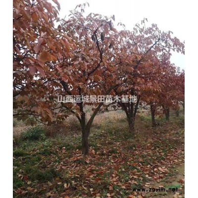 秋季國槐25-30公分國槐價格更新·國槐產(chǎn)地價格更新報價
