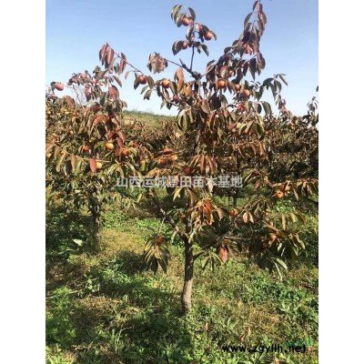 價格和圖片_白皮松白皮松一般售價多少_50公分白皮松價格查詢