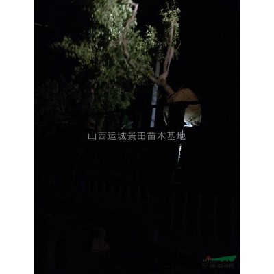 山西2米蜀儈·山西2.5米蜀儈價(jià)格更新·山西蜀儈*新價(jià)格