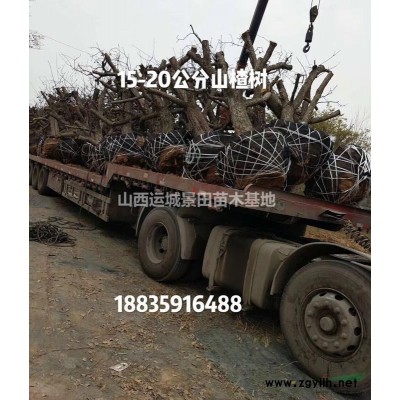 地徑10公分桃樹=米徑8公分桃樹價格12公分全冠桃樹價格供應