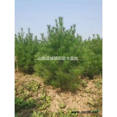 山西地區供應50公分國槐·60公分大國槐·大70公分國槐產地
