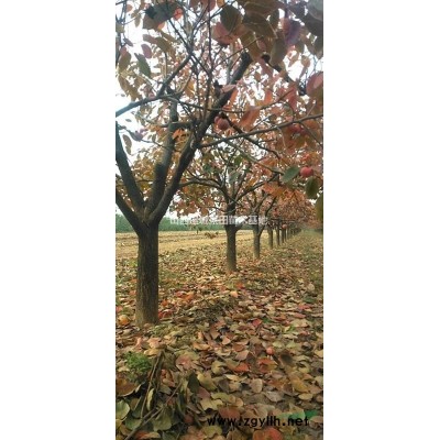 占地柿子樹·帶分枝柿子樹·帶冠柿子樹價格高清圖片產(chǎn)地詳情