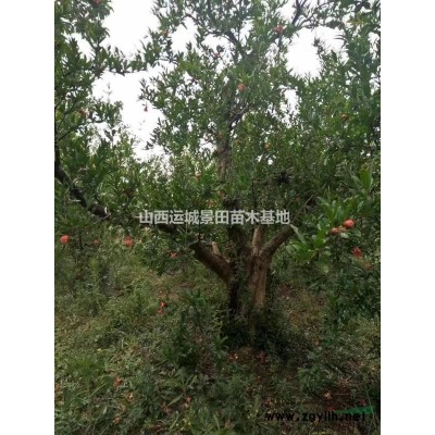 胸徑20公分柿子樹圖片·胸徑30公分柿子樹產(chǎn)地·山西供應(yīng)柿子