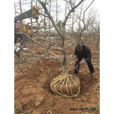 蘋果苗·*新蘋果苗·紅富士蘋果苗圖片·山西供應(yīng)紅富士蘋果苗