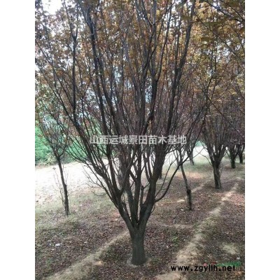 5公分紅葉李價(jià)格_紅葉李價(jià)格_山西運(yùn)城市_絳縣景田苗木基地