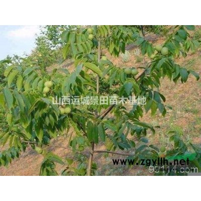 紅葉李·地徑5公分米徑3公分紅葉李圖片·5公分紅葉李價(jià)格產(chǎn)地