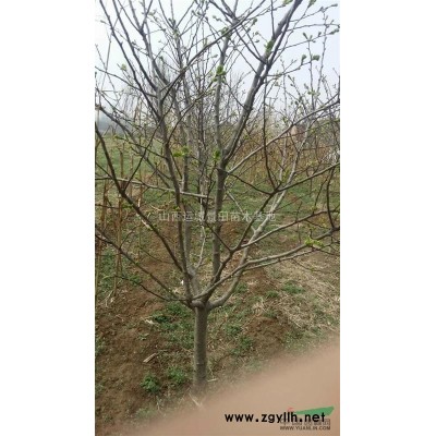 供應50公分兩年帽國槐價格60公分兩年帽國槐圖片70公分國槐