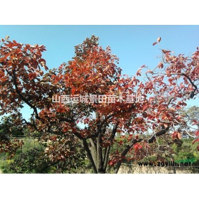 胸徑8公分蘋果樹價格·蘋果樹價格·8公分蘋果樹山西*新價格