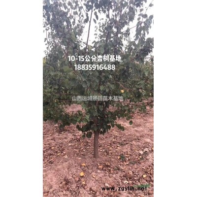 50公分白皮松單價(jià)格·60公分白皮松圖片70公分白皮松詳情供