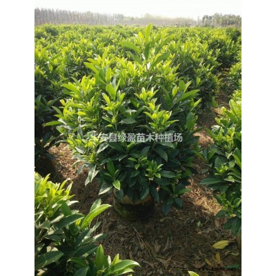 大小規(guī)格黃金香柳球 1米1米的價(jià)格130元