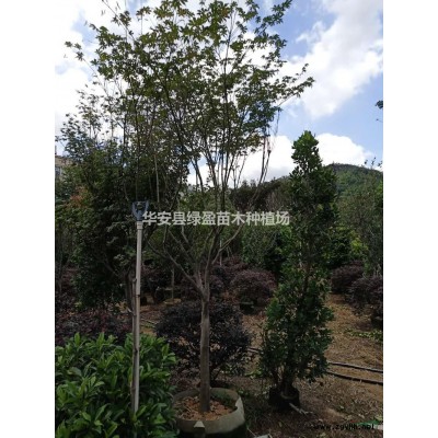 福建木棉哪里好/哪家便宜