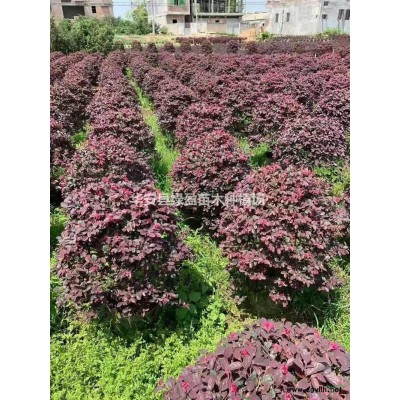 福建美麗異木棉大肚木棉價格/報價