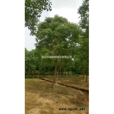 江蘇北美海棠價格 北美海棠基地直銷 北美海棠低價供應