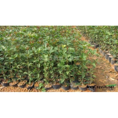 湖南造型榆樹供應 杜英、桂花